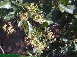 Image result for Exotheca