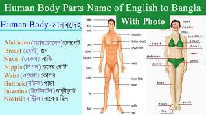 This lesson is useful for esl learners and english students to improve their. Body Parts Name With Picture And Bangla Meaning Human Body Parts Names In English To Bangla Youtube