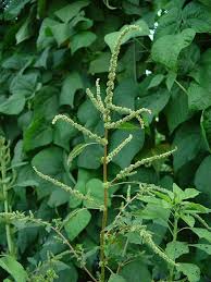 Image result for Amaranthus spinosus