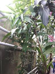 Image result for Polyscias kivuensis