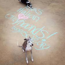Join millions of people using oodle to find puppies for adoption, dog and puppy listings, and other pets adoption. Texas Italian Greyhound Rescue Inc Reviews And Ratings Richardson Tx Donate Volunteer Review Greatnonprofits