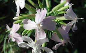 Saponaria officinalis is a common perennial plant from the family caryophyllaceae. Bouncingbet Jefferson County Co
