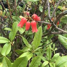 Rhododendron Keysii Everyonewelcome Azaleas Camellias Hydrangeas Rhododendrons The Rhs National Trust Rhododendron Camelli Market Garden Azaleas Plants