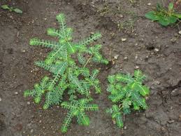 Image result for Phyllanthus polyspermus