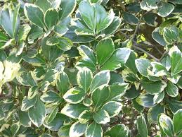 Image result for Corynocarpus