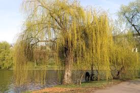 Willow tree photo gallery has many pictures of willow trees, weeping willows, curly willow, wood, facts, we have many beautiful willow tree images. 15 Different Types Of Willow Trees In The World Natgeos