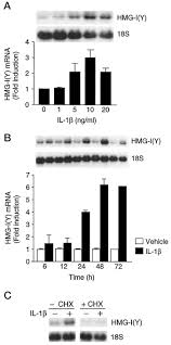 Laporkan profil ini pengalaman lawyer ng kim ming & associates lihat profil penuh ng lihat kenalan yang anda berdua kenali. Induction Of High Mobility Group I Y Protein By Endotoxin And Interleukin 1b In Vascular Smooth Muscle Cells Journal Of Biological Chemistry