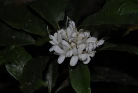 Image result for Pavetta gurueensis