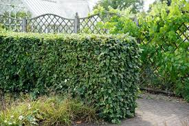 Image result for hornbeam hedge in winter