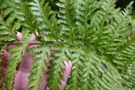 Image result for Asplenium smedsii