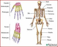 What Are The Three Types Of Skeletons Human Body Bones Body Bones Human Body Diagram