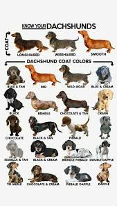 I have been breeding dachshund puppies for 8 years now & it is my life's passion! Pin On Dachshunds