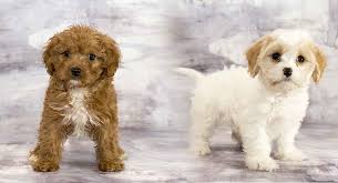 He will be between 7 and 12 pounds full grown. Cavachon Vs Cavapoo What S The Difference Between These Hybrids