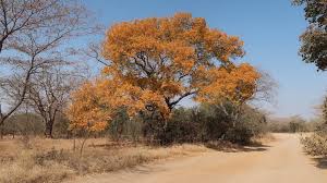 Image result for Erythrophleum africanum