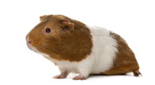 Things that make you go aww! Guinea Pig 1942 British Society For Immunology