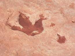 How old are the dinosaur tracks at hamblin ridge? File Tuba City Dinosaur Track Jpg Wikipedia
