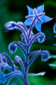 Pin By Satomi Murakami On Flowers Unusual Flowers Plants Amazing Flowers