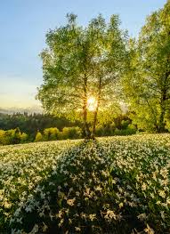 Spring Landscape Pictures | Download ...