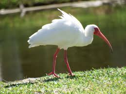 Ibis At Bonner Park Fuji S1 Park Fuji Ibis