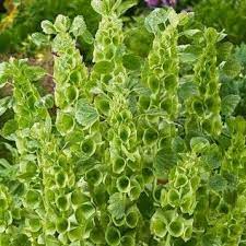 Bells Of Ireland Seeds American Meadows Wildflower Seeds Deer Resistant Garden Flower Pots Outdoor