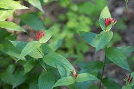 Image result for Spigelia
