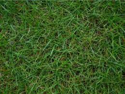 Bermuda grasses grow successfully on sand, loam and clay soils as long as they have good drainage, never become soggy and provide a high amount of nitrogen. Bermuda Grass Care Tips On How To Grow Bermuda Grass