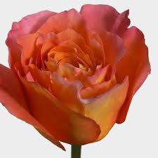 Maybe the symbolism is in the scent of the flower and the sign from spirit is in the form of a floral perfume. Rose Free Spirit 40 Cm Wholesale Blooms By The Box