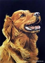 Alasan banyaknya orang yang memelihara anjing yaitu karena pintar dan tingkahnya yang menggemaskan. 730 Ide Portraits Golden Retriever Seni Hewan Anjing Cantik Menggambar Anjing