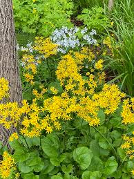 Image result for Senecio sp.no.3