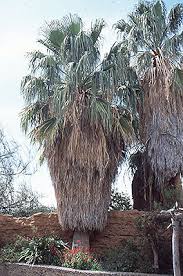 Image result for Wiesneria filifolia