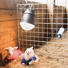 Livestock heat lamps assist in the brooding and rearing of lambs, goat kids, chickens, ducks and puppies. Prima Heat Lamp Premier1supplies