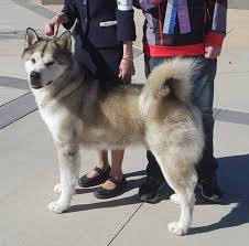 Alaskan malamute shelters and rescues in colorado springs, colorado there are often many great alaskan malamutes for adoption at local animal shelters or rescues. Tru North Alaskan Malamutes Colorado Home Facebook