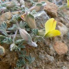 Image result for Lotononis brachyantha