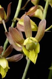 Image result for Eulophia hereroensis