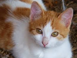 If he stops eating,or won't sleep, lathargic, ect. Dry Nose In Cats Cat Diabetes Cat Care