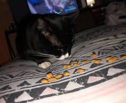 Enjoying Munching On My Dreamies Dreamies Snacks Cat Treats Food Blackcat Todayscats Timewithtitch Cats Catfood Catsofinstagram Instacats D Resim