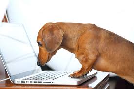 , xpx free dog wallpaper for laptop 1024×683. Images Laptops Dachshund Dogs Animal
