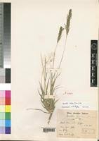 Image result for Sporobolus ioclados