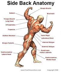 The two sides are connected by the nerve fibers corpus callosum. Fotolog Magazine 2020 Body Muscle Anatomy Muscle Anatomy Human Anatomy And Physiology