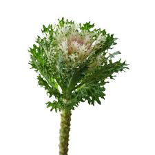 Image result for Brassica