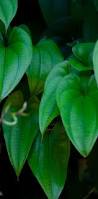 Image result for Dioscorea dregeana