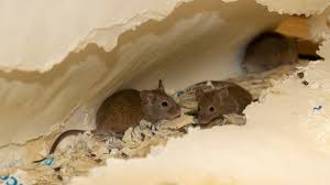 How he got there i do not know on the second floor bedroom and bathroom. Pest Advice For Controlling Mice