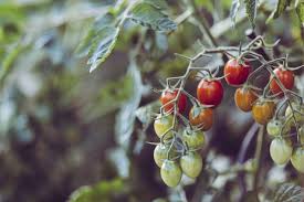 Sie können dies im januar oder im februar beginnen. Kraftige Tomaten Selber Ziehen Und Pikieren Wurzelwerk