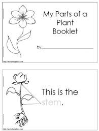 Parts Of A Plant Worksheet Worksheets Kindergarten Science Preschool Science First Grade Science