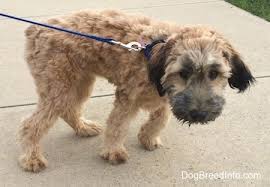 Check spelling or type a new query. Soft Coated Wheaten Terrier Dog Breed Pictures 1
