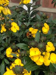 Plus structural formulae of hundreds of plant compounds: Observations List Uk And Ireland Ispot