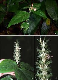 Image result for Dyschoriste transvaalensis