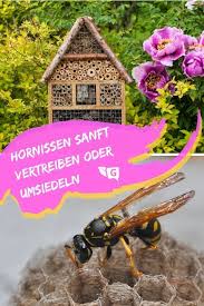 Start tiere im garten insekten hornissenkönigin: Hornissen Vertreiben Wie Kann Man Sie Sanft Verjagen Gartendialog De Hornissen Vertreiben Schadlinge Im Garten