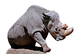 So provided that field commanders used them appropriately, they remained deadly. So Soll Ein Ausgestorbenes Nashorn Wiederbelebt Werden