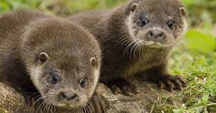 Eurasian Otter Pictures Photos Images Searches Seapics Com Otters Animals Animals Beautiful